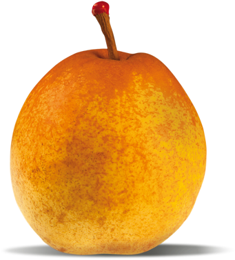 Passe Crassane - Passe Crassane Pear (476x438), Png Download