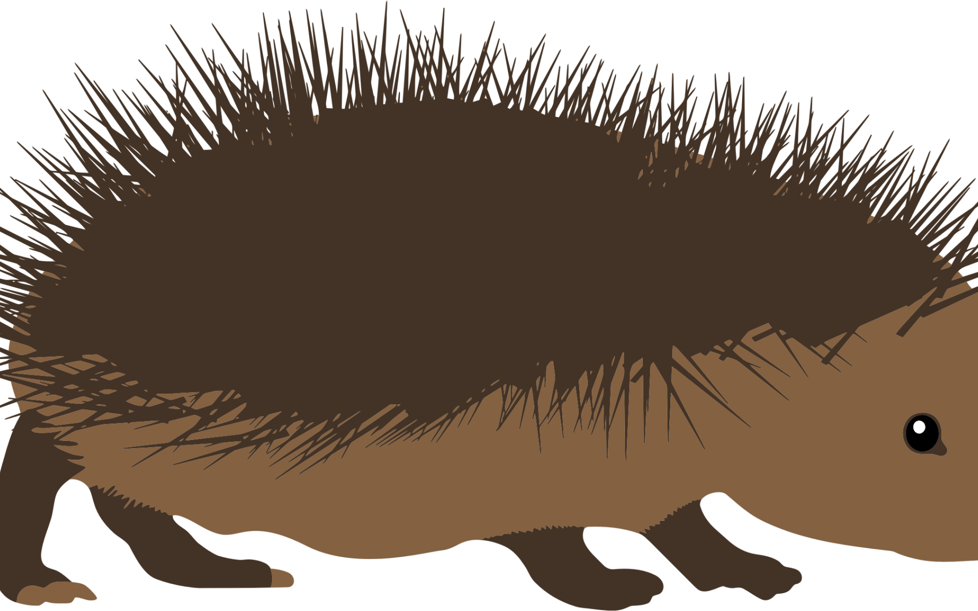 Hedgehog Clipart Angry Cartoon - Echidna Cartoon Png (1920x1200), Png Download