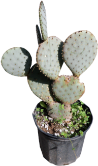 Opuntia Violacea 20 Cm - Violet Pricklypear (350x350), Png Download