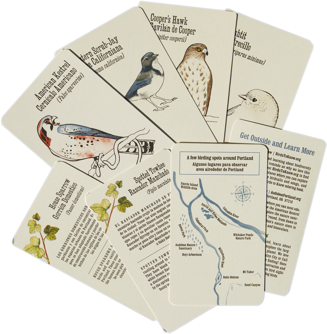 Bilingual Flashcards - Birds To Know (1200x1187), Png Download