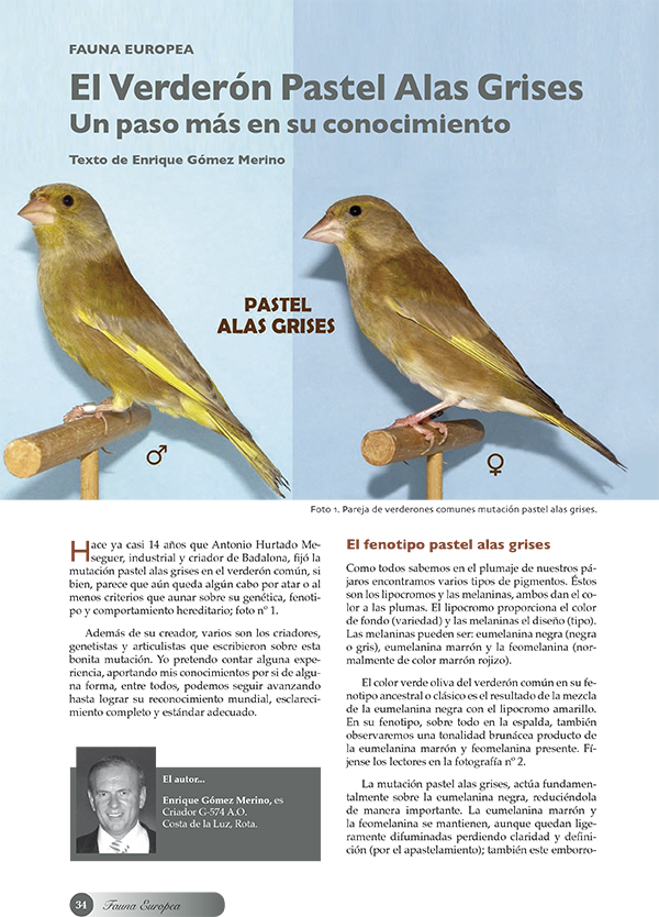 El Verderón Pastel Alas Grises - Great Crested Flycatcher (600x834), Png Download