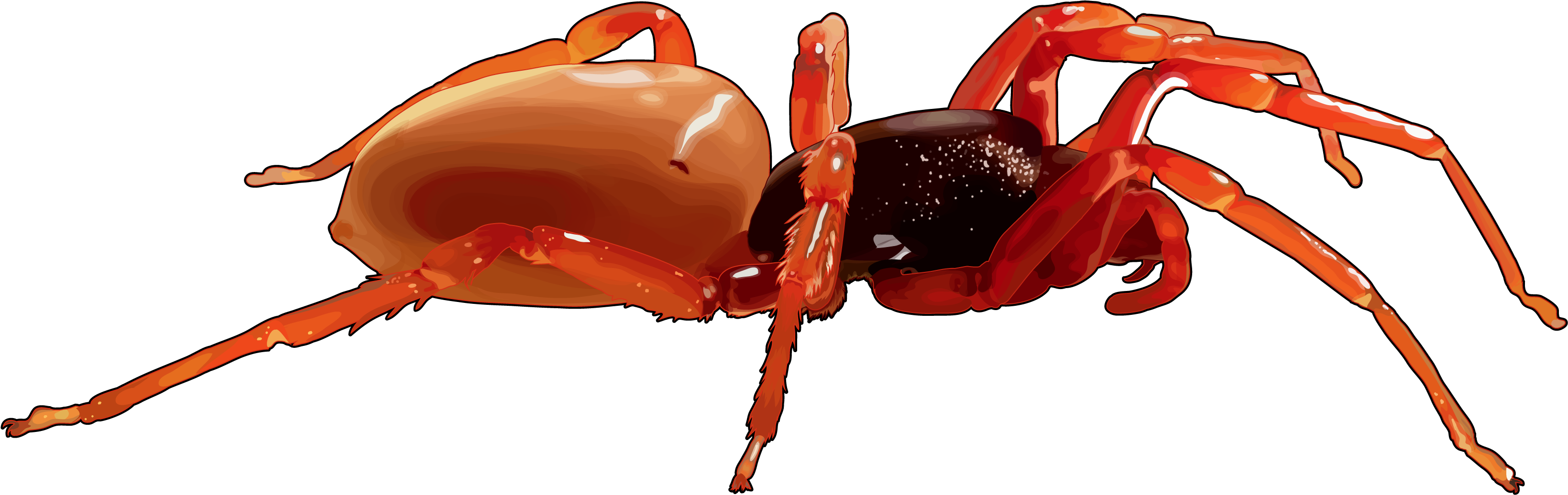 Araña - Ant (3508x2480), Png Download