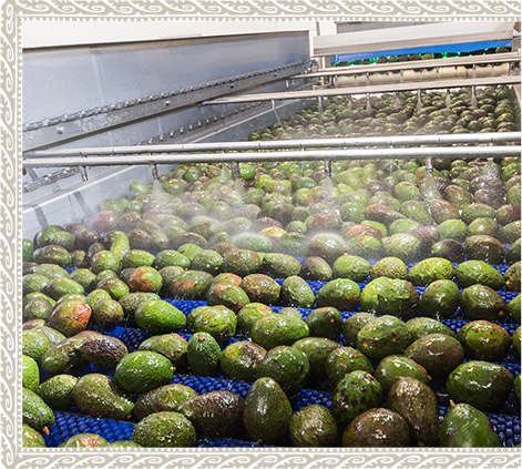 It's Where Avocados Originated Centuries Ago, And Where - Botanical Garden (471x423), Png Download