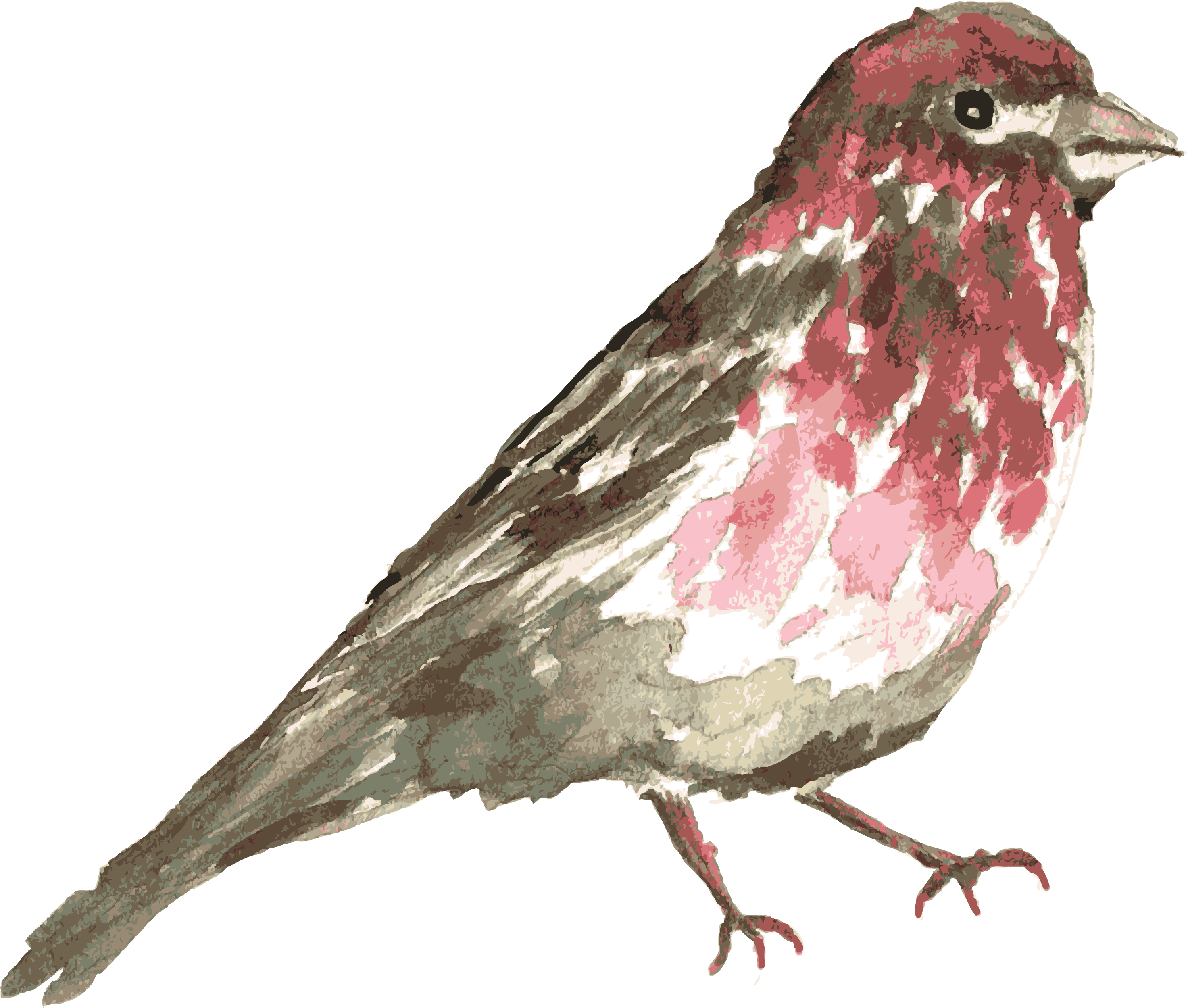 Bird-01 - Watercolor Painting (3000x3000), Png Download