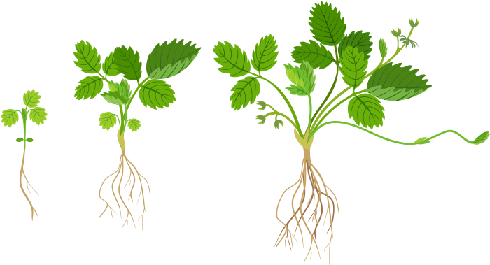 Strawberry Planting Growth - Strawberry Plants Growth (733x380), Png Download