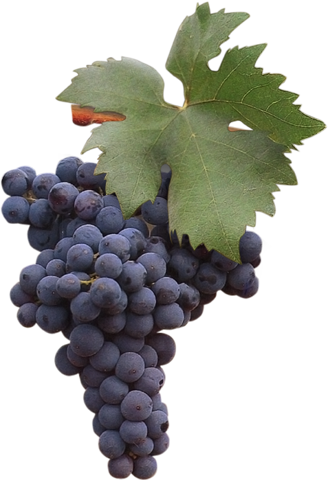 Along With Negroamaro And Nero Di Troia, Primitivo - Zinfandel Uva (595x709), Png Download