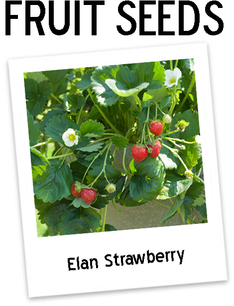 Eversweet Strawberry Plants Icon - Icon (528x649), Png Download