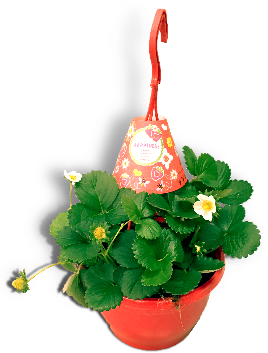 Aardbeienplant 22cm Hangpot Productfoto Wit Shadow - Flowerpot (872x1181), Png Download