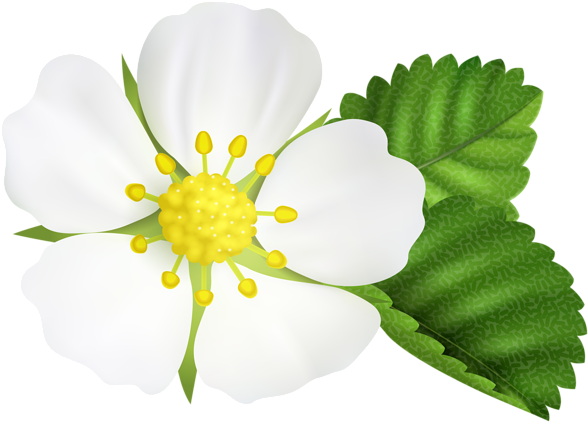 Strawberry Flower Png Clip Art Image - Rosa Rubiginosa (600x429), Png Download