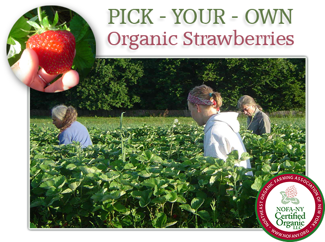 Family-run Fruit Farm That Specializes In Growing Certified - Strawberry (660x499), Png Download