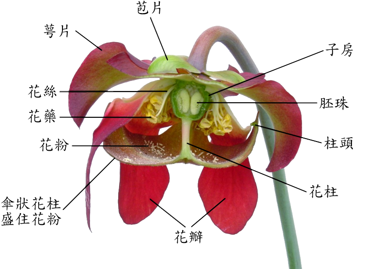 Sarracenia Flower Notitles In Chinese - Non Flowering Plants Parts (800x600), Png Download