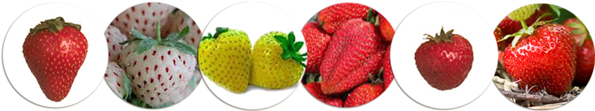 Help Students Recognize That Various Colors, Sizes, - Seeds Chocolate Red Milk Strawberry Seeds Bonsai Plants (864x196), Png Download