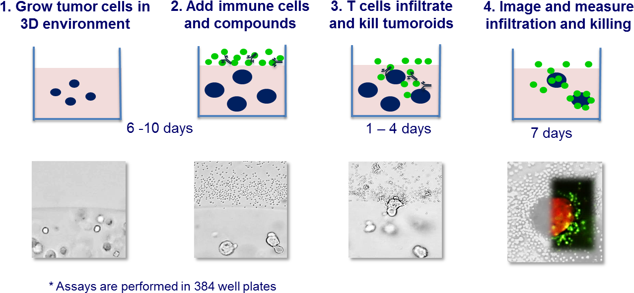 Pbmcs From Healthy Donors Are The Source Of Immune - Immune Cell Co Culture (1424x621), Png Download