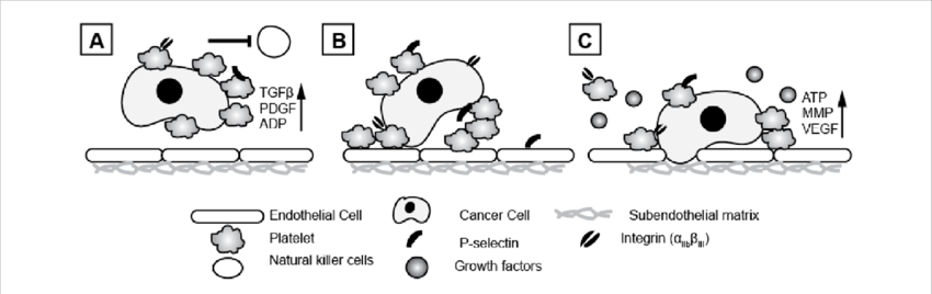 Platelets Can Support And Encourage Cancer Cell Metastasis - Cartoon (850x268), Png Download