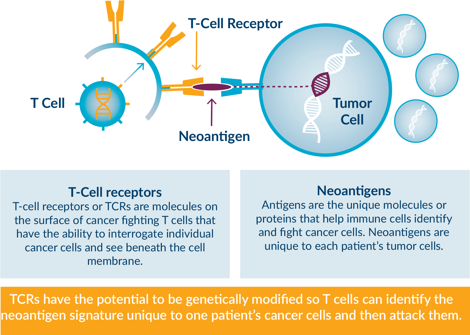 Ziopharm Is Using Sleeping Beauty To Genetically Modify - T Cell Receptors (1536x1190), Png Download
