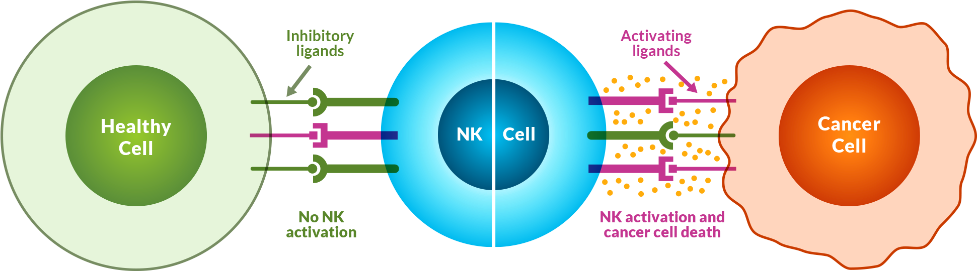 Natural Killer Cells Image - Natural Killer Cells (2000x642), Png Download