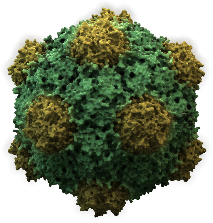 Plant Virus Nanoparticles Used To Fight Cancer - Do Viruses Survive Outside The Host (777x789), Png Download