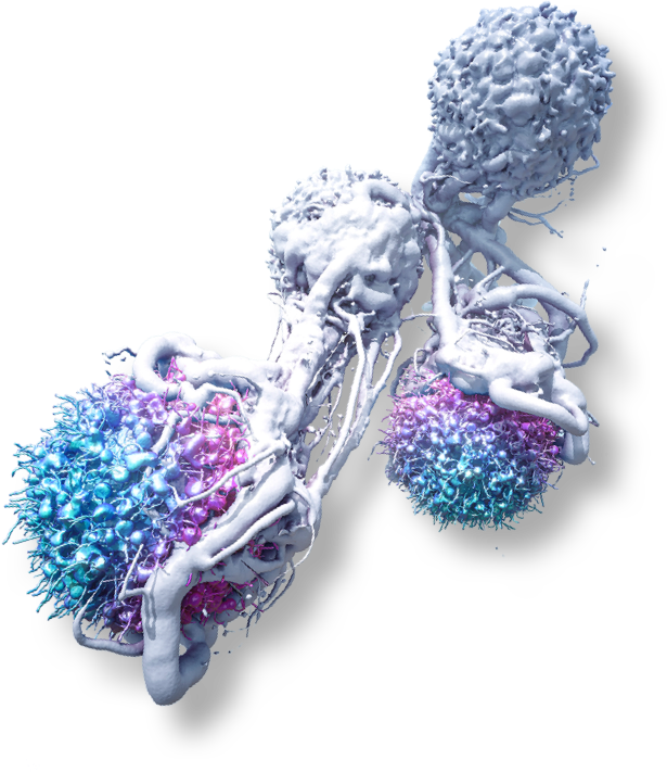 Body's Own Immune System To Fight Cancer - Advaxis (615x711), Png Download