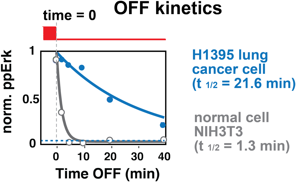 @toettch) And Found That Unlike Normal Cells, A Certain - Diagram (1199x754), Png Download