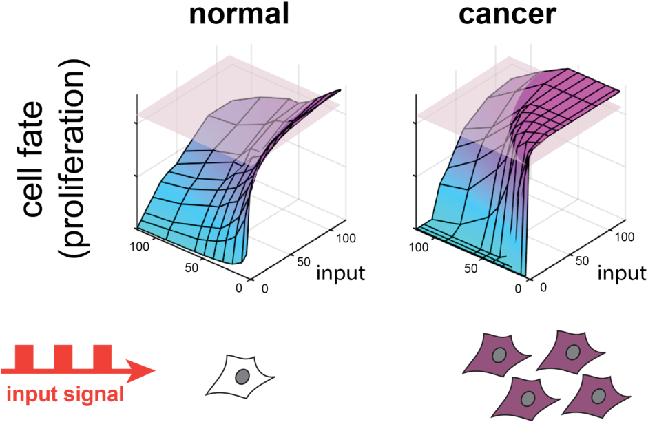 Certain Cancer Cells May Misinterpret Dynamic Signals - Cancer (1000x637), Png Download
