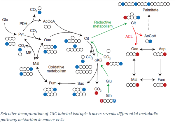 Cancer 1 - Reductive Carboxylation Of Glutamine (621x431), Png Download