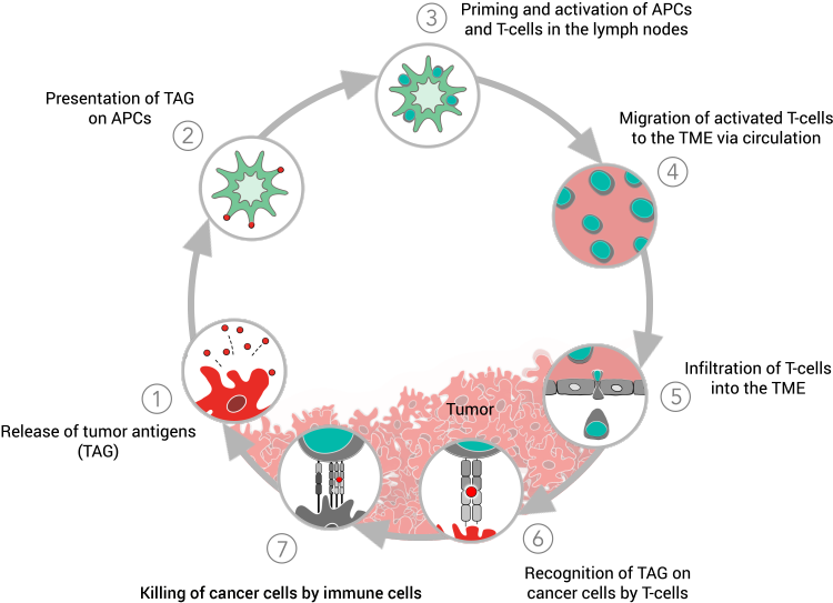 Cancer-immunity Cycle - Immuno Oncology Tumor Micro Environment (800x600), Png Download