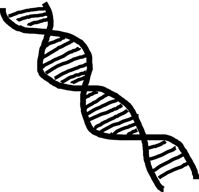 Dna Clipart Human Genome Project - Adn Blanco Y Negro (640x616), Png Download