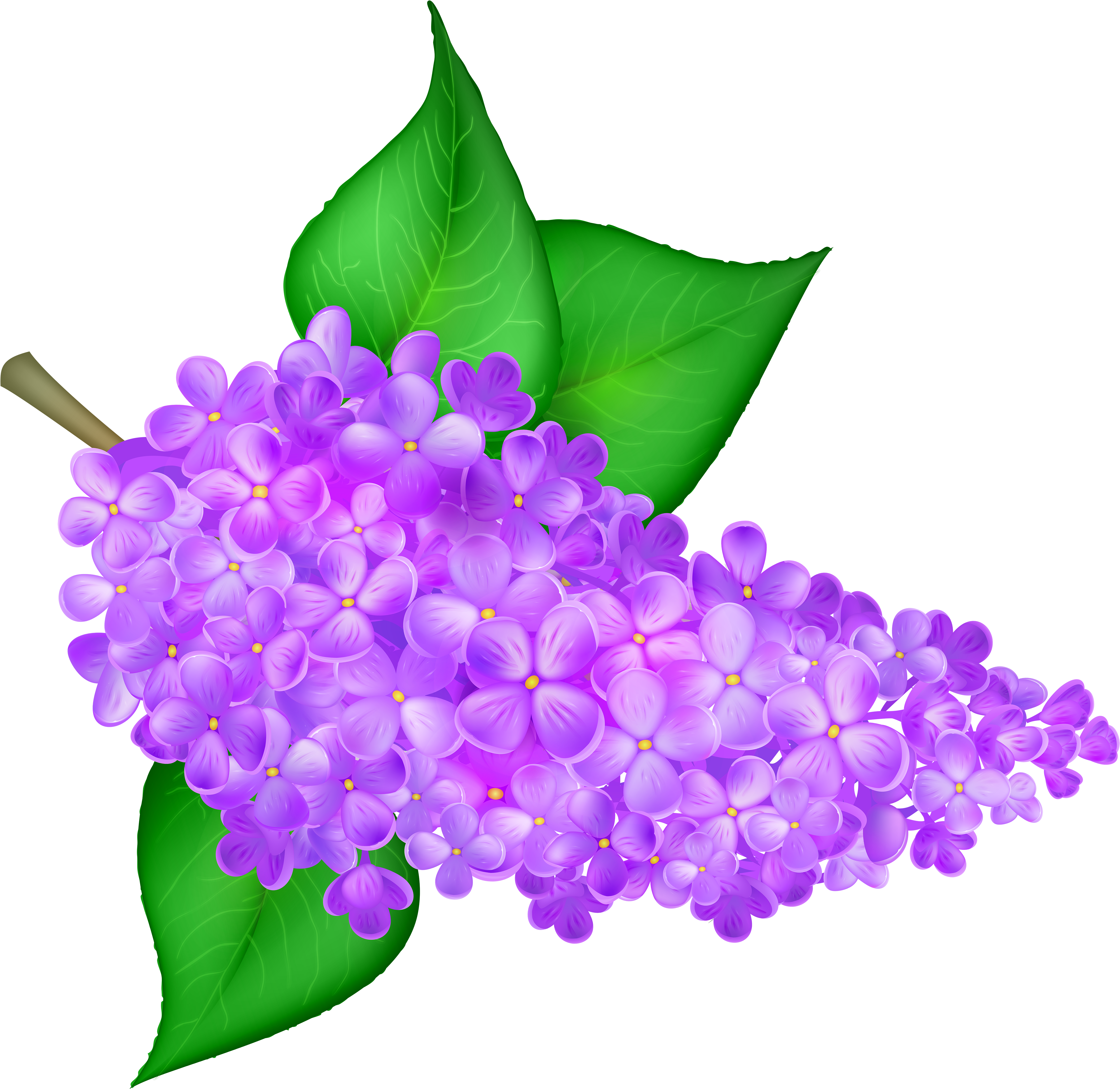 Lilac (5000x4896), Png Download