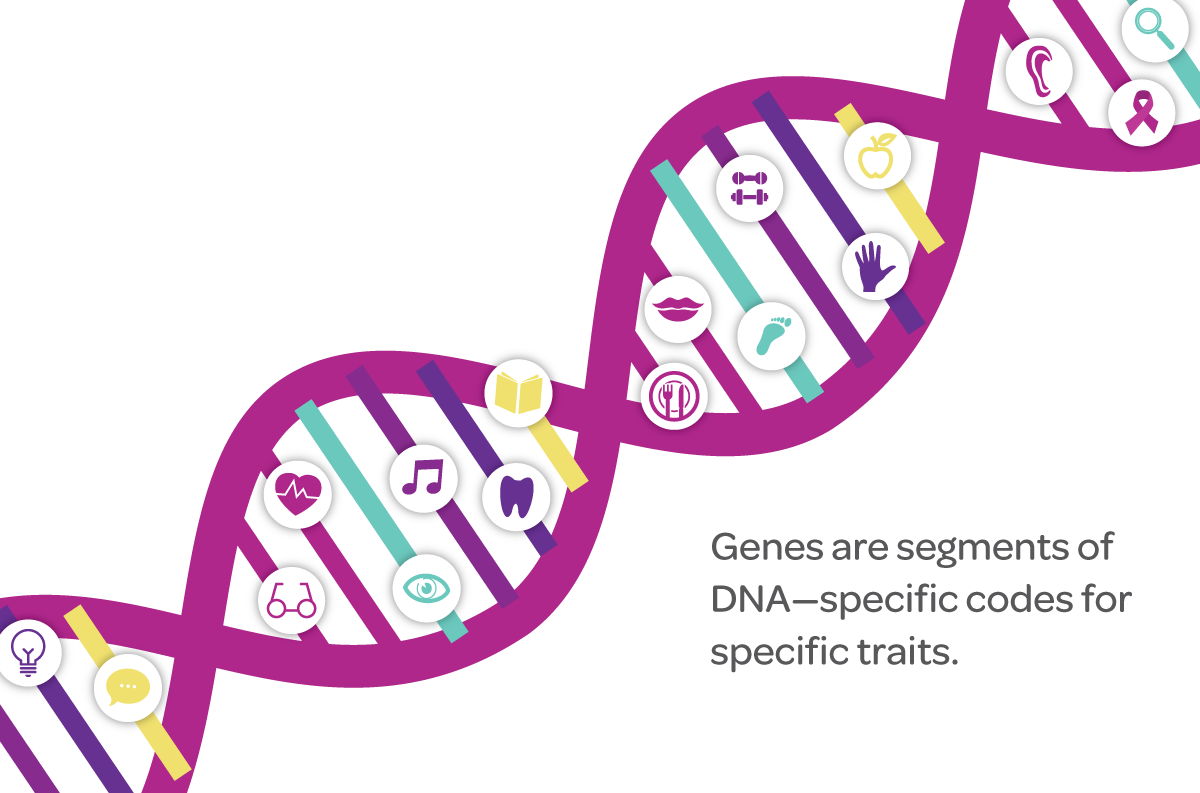 Dna Structure Clipart Genetic Trait - Dna Chromosome Gene Clipart (1200x793), Png Download