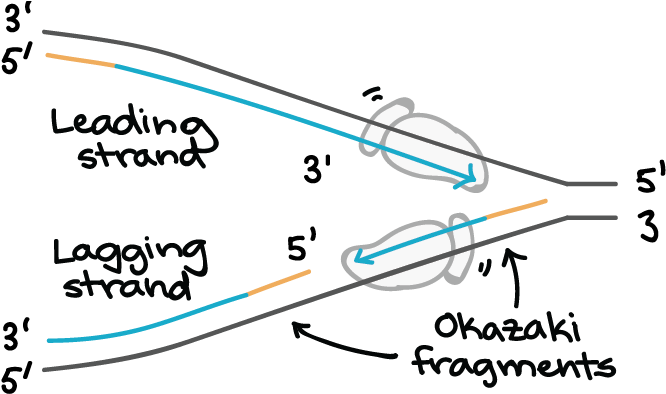 Dna Replication Drawing Answers - Direction Does Dna Polymerase Move (843x413), Png Download