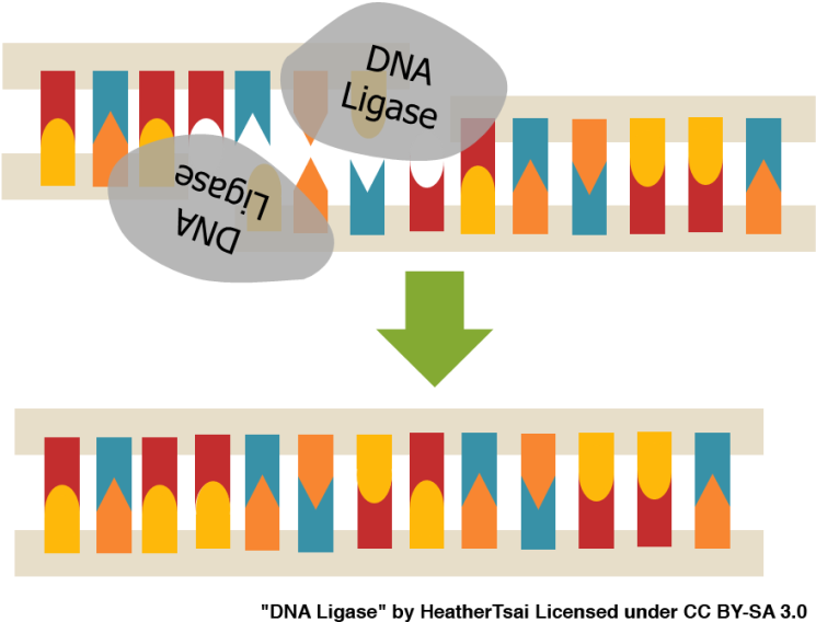 Pin Dna Clipart Transparent - Dna Ligase (800x627), Png Download