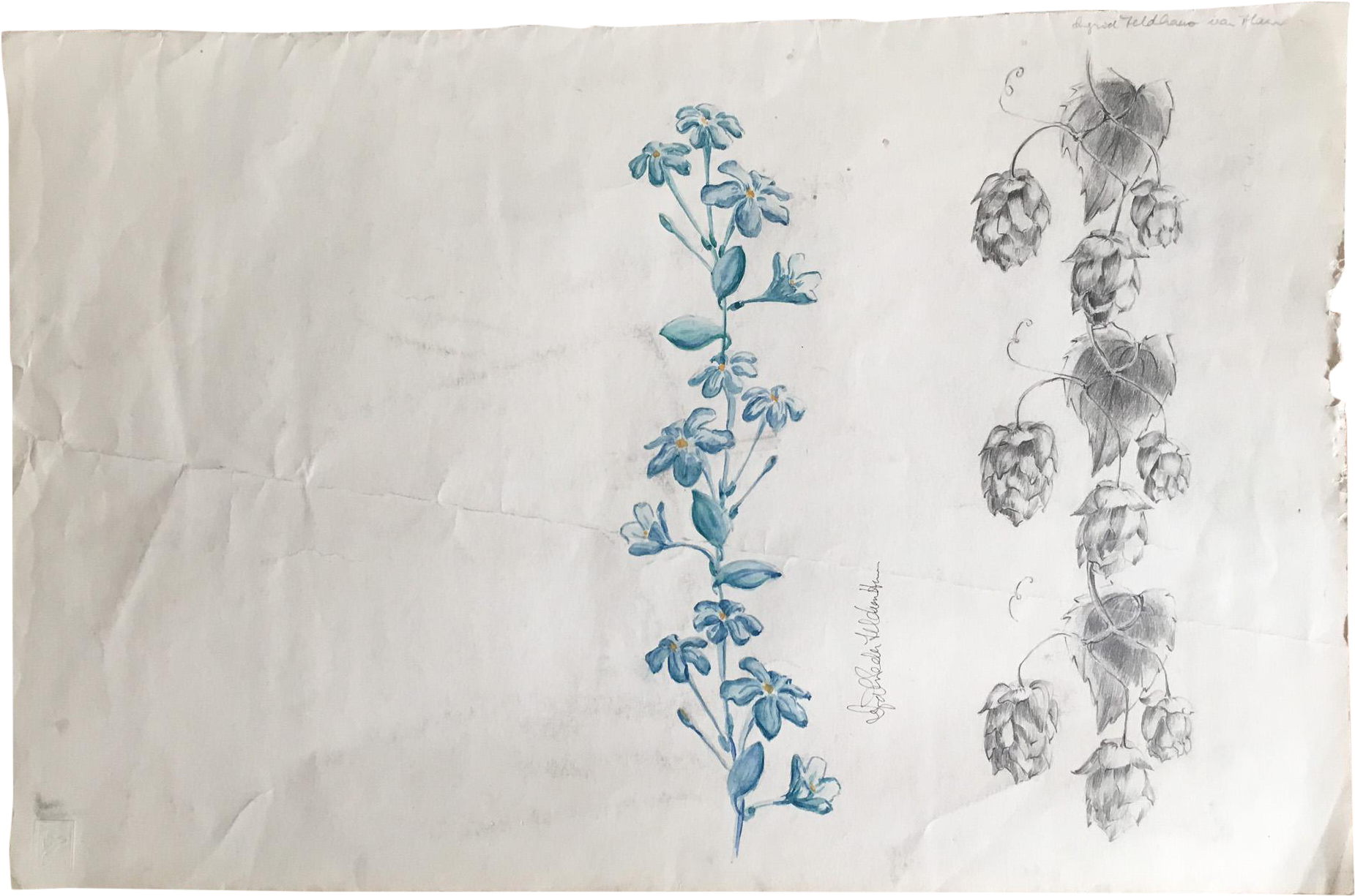 Dutch Plein Air Wildflower Study - Sketch (1952x1330), Png Download