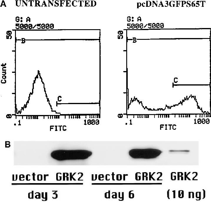 Svg Library Library Analysis Of Adenovirus Facilitated - Diagram (720x707), Png Download
