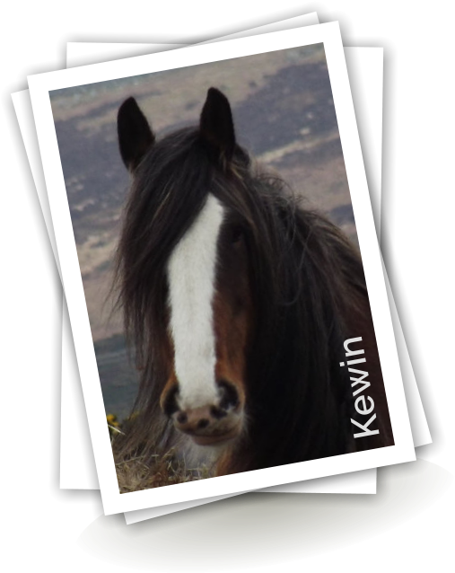 'rocky' Is Another Very Stocky Horse - Stallion (538x690), Png Download