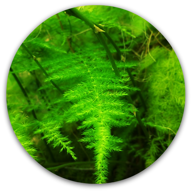 Horsetail-0 - Air Fern (848x648), Png Download