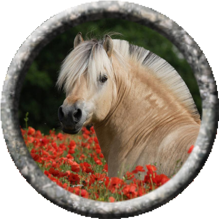 Princes Of The Apocalypse - Fjord Horse Mane Styles (452x452), Png Download