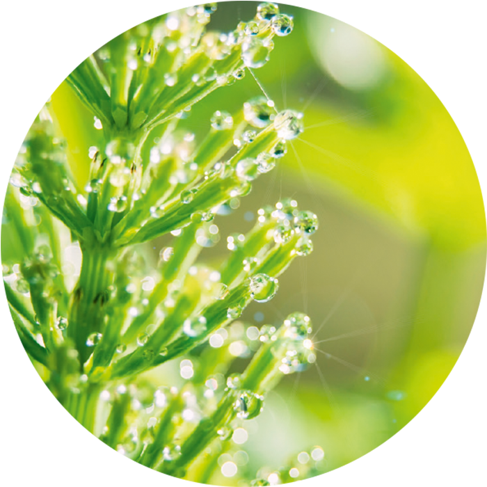 Field Horsetail - Purin D'ortie Et Compagnie (700x700), Png Download
