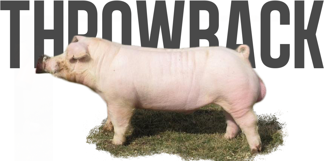 Throwback - Free After Effects Templates Third (1131x576), Png Download