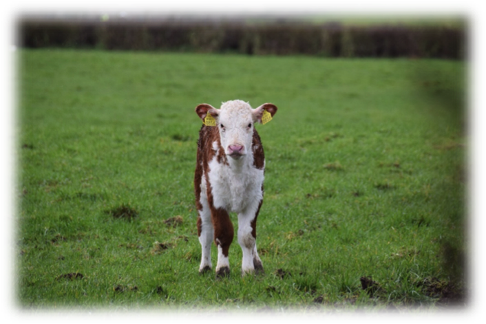 Cow - Calf (706x471), Png Download