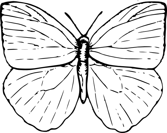 Black White Butterfly Images - Black And White Butterfly Clipart (555x440), Png Download