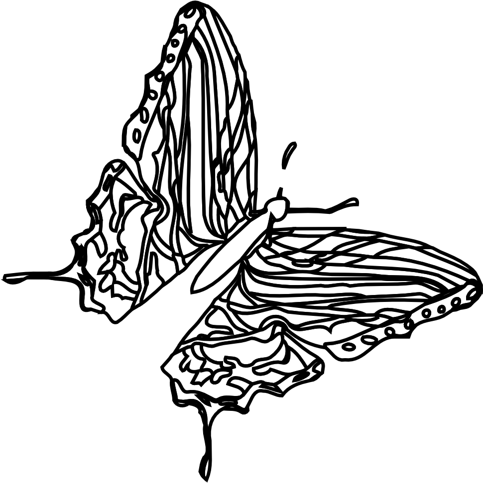 Butterfly Black White Line Art 555px - White (555x785), Png Download