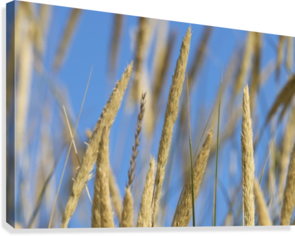 Beachgrass Art - Artist (429x344), Png Download