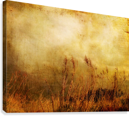 Beach Grasses Of Gold Canvas Print - Grass (429x386), Png Download