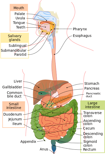 Lower Gi Tract - Digestive System Diagram (440x622), Png Download