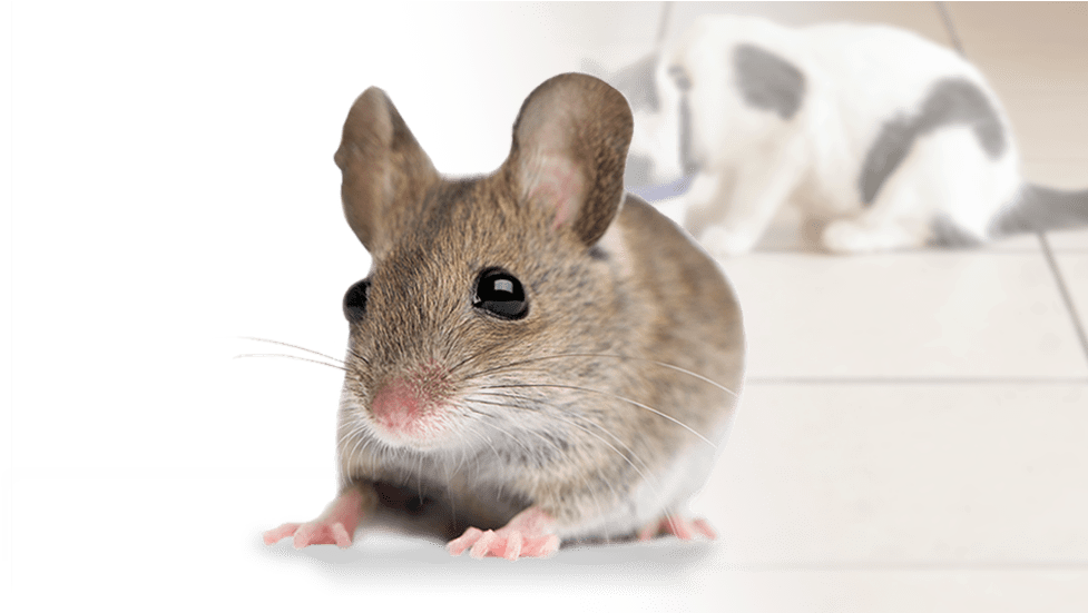 Missouri Mouse (900x413), Png Download