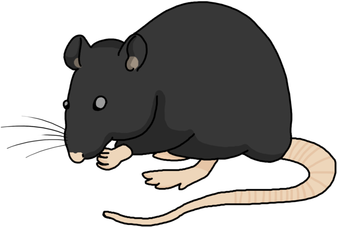 Clipart Gerbil Whiskers Rat Png 800 * 566 Transprent - Mouse (800x566), Png Download