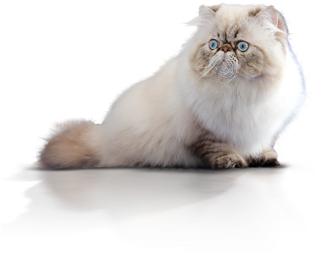 The Name Himalayan Has Nothing To Do With The Mountain - Persian Cat Hd Png (457x384), Png Download