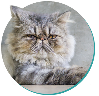 Persian - Cat (348x363), Png Download