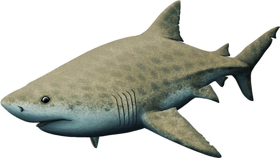 Almost-living Fossils Month - Alphynix Tumblr Pliocene (1000x579), Png Download