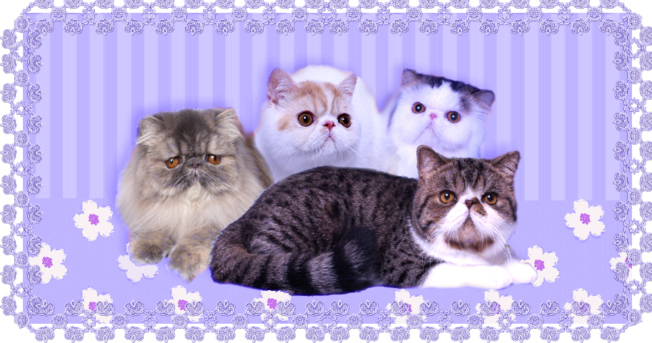 Carismatic Persians - Domestic Short-haired Cat (913x481), Png Download